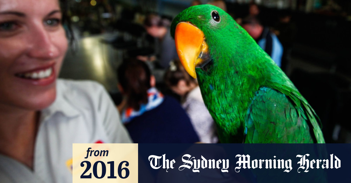 kellyville pets birds