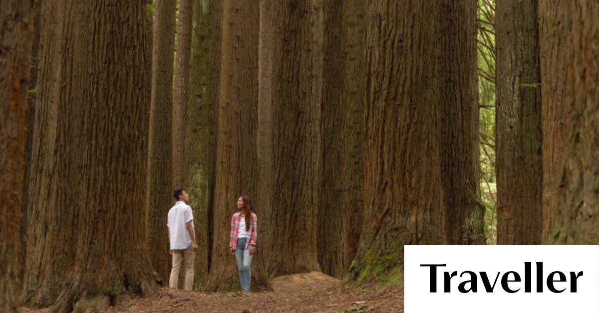 California redwood forest, Aire Valley Reserve Land of giants one of