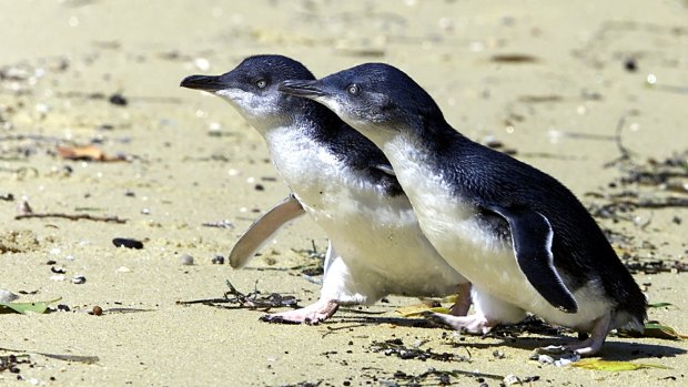 The "nervous" birds, spotted farther west than usual, are often seen in groups.