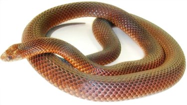 King brown snake.