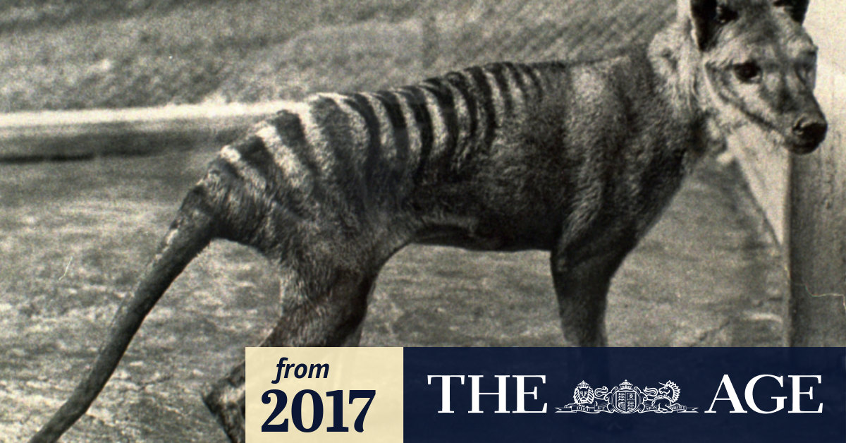 Extinction of thylacine  National Museum of Australia