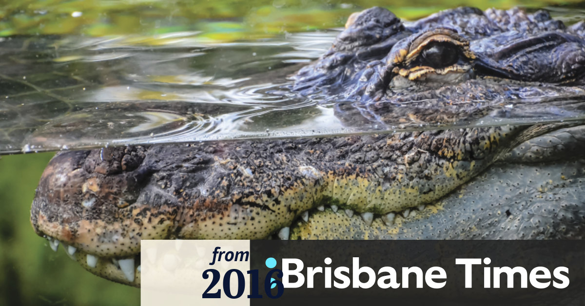 Crocodile Attacks In Queensland Since 2008
