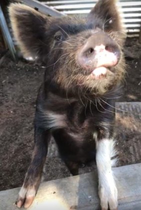 Humphrey the pig.