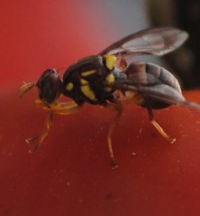 Fly offspring can resemble their mothers' previous partner.