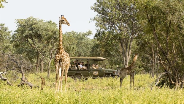 Within the first hour of the initial game drive, we see dozens of giraffe, and herds of impala and nyala antelope.