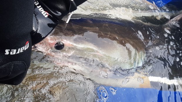 Fluffy the baby great white prior to being released back out to sea after an overnight stay at Manly Sea Life Sanctuary.