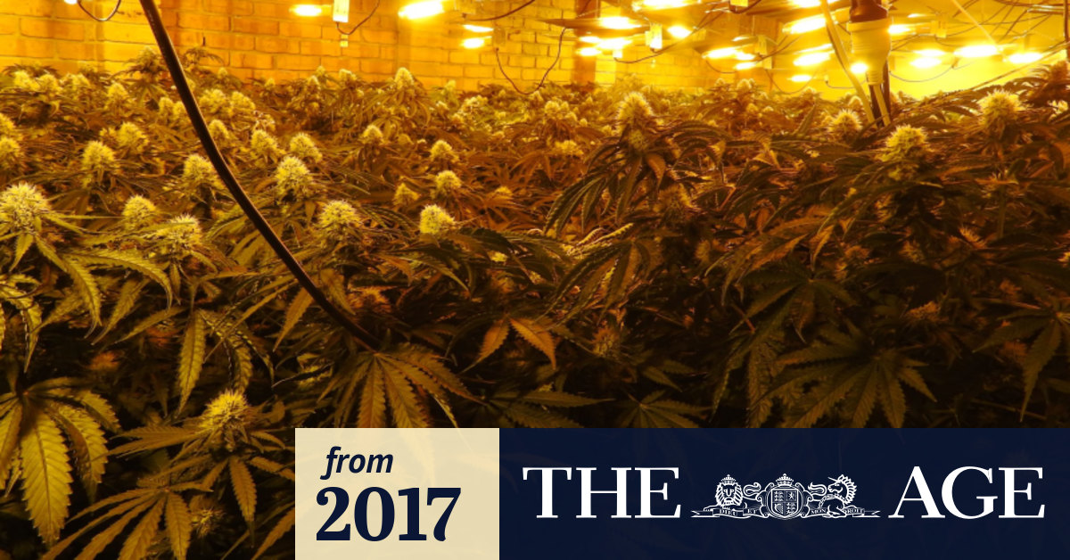 Police Blitz Cannabis Crop Houses Admit Melbourne Is Australia S