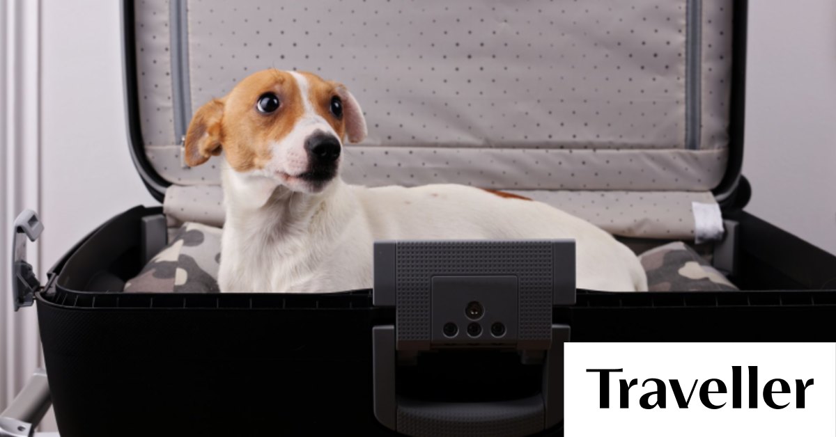 Taking your dog to a hotel Why can't Australians bring their dogs on