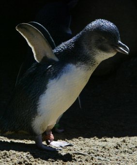 Little does it: A little penguin plays in the sun at Manly.