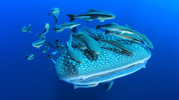 Whale shark with remora and cobia fish on Ningaloo Reef.