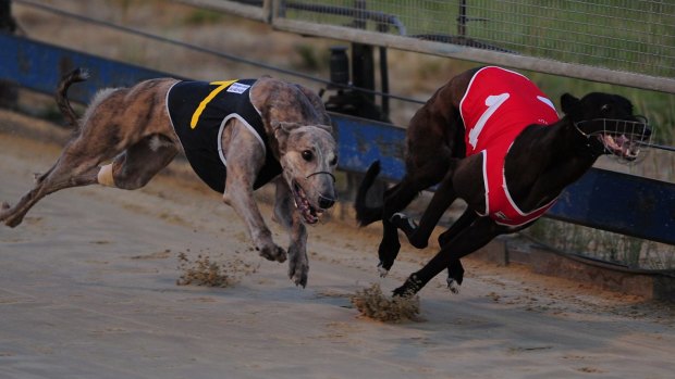 Greyhound racing is to be banned in the ACT.