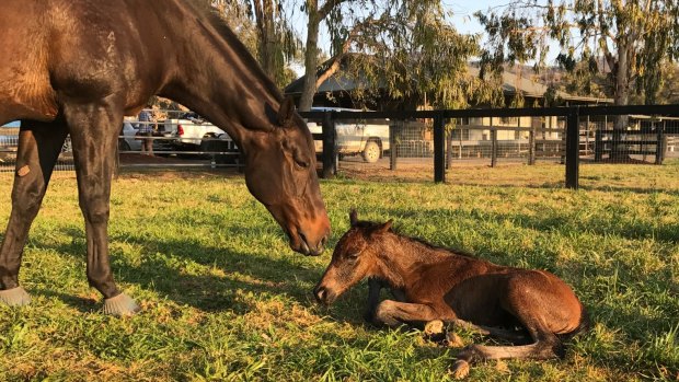 Black Caviar with her fourth foal, 22/9/17. Photo Supplied