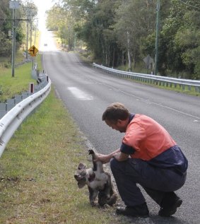 Darren Mewett retrieves the dead koala from the side of the road.