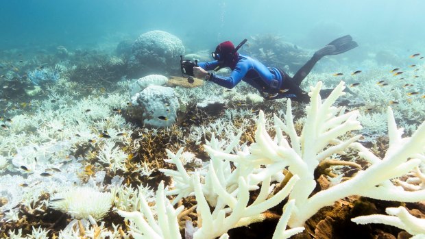 John Rumney from the Great Barrier Reef Legacy takes a close look at bleaching corals near Port Douglas.