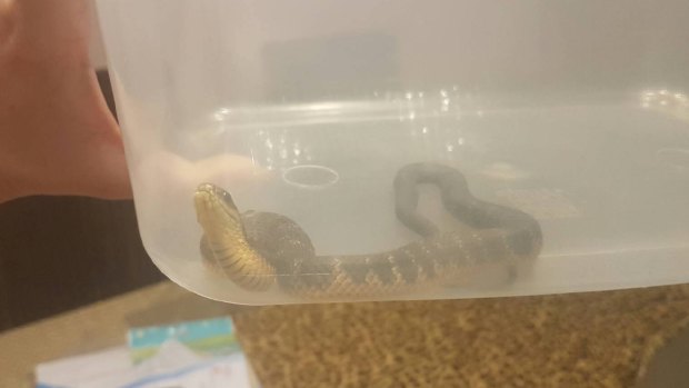 The baby tiger snake that was found in Ivan Mcnamara's boot.