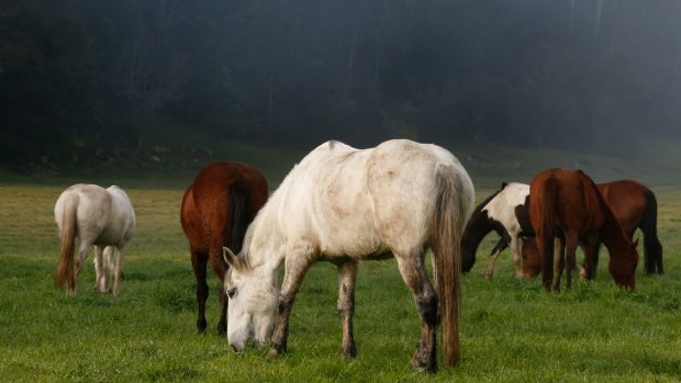 Horses grazing at Glenworth Valley on the NSW Central Coast.