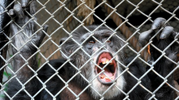 Not a legal person: Tommy the chimpanzee has no human rights, a court has ruled.