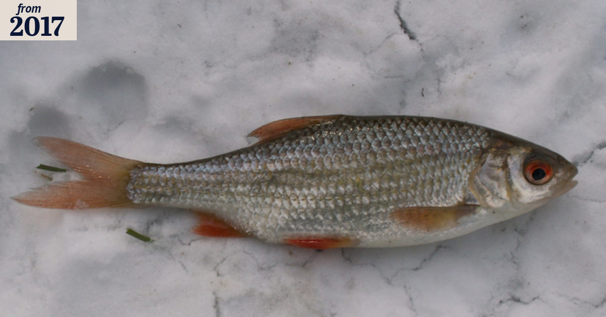 Flushed chemicals create transgender fish
