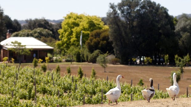 Fox Creek Wines - McLaren Vale.