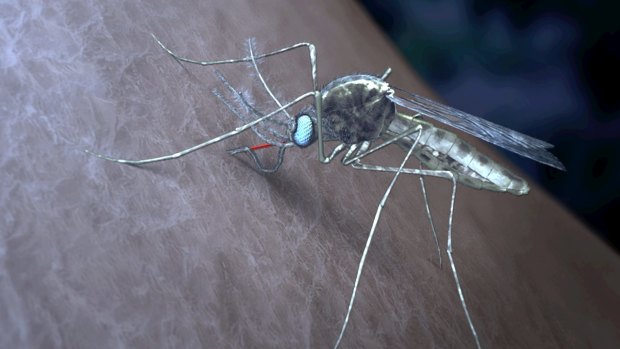 Some malaria parasites transform to increase their chances of being picked up by a mosquito and ensure their survival.