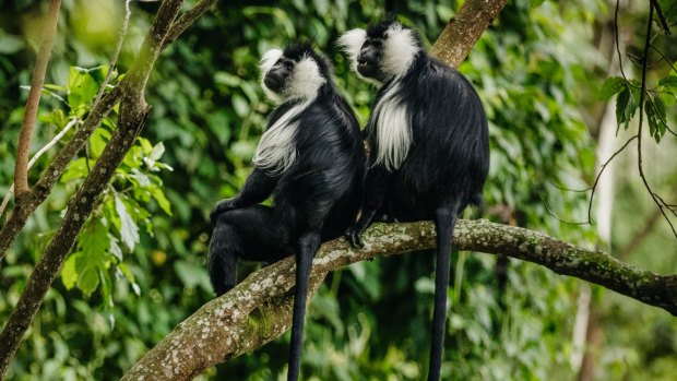 Colobus monkeys in the vicinity of One & Only's Nyungwe House.