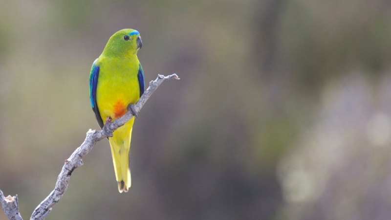 Can A Last Ditch Intervention Save The Orange Bellied Parrot