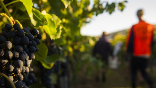 Changes to wine taxes are yet to receive full industry backing.