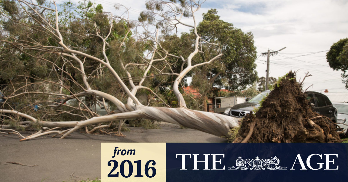 Australia: Wild Winds Leave Lakhs of Homes Without Power in Melbourne,  Victoria