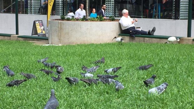 Pigeons in Brisbane's Post Office Square. The birds' droppings produce the fungus that can cause cryptococcal meningitis.