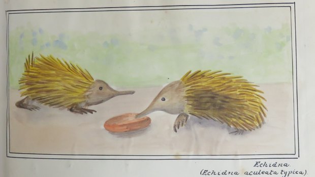 George Jefferis' painting of ACT echidnas in his and John Whelen's Historical Documentation of Canberra, now  part of the ACT Heritage Register.