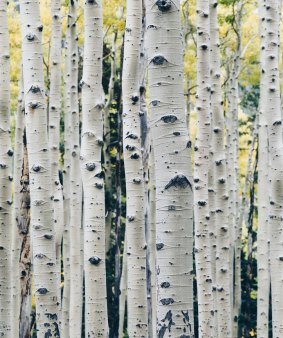 Studio Gang took design cues from the native aspen tree's trunk patterns.