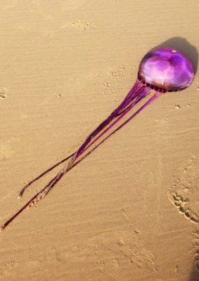 The jellyfish found at Coolum has metre-long tentacles.