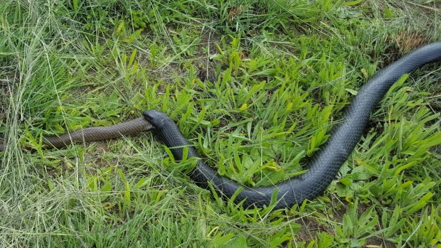 A red bellied black snake had a mouthful of brown snake near Bega.