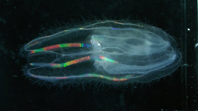 deep sea rainbow jellyfish