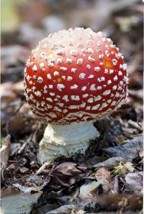 Red mushrooms captured in the garden. 