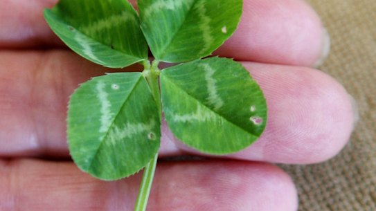 Four-leaf clovers are about one in 10,000.