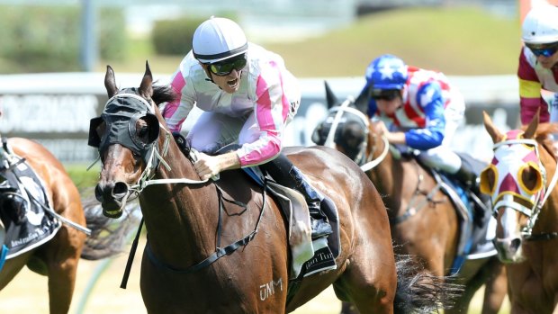 Unlikely millionaire: Christmas Cup winner Destiny's Kiss has his sights on the Australia Day Cup.