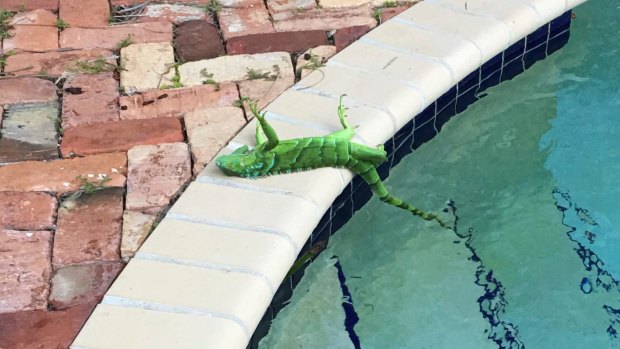 An iguana that froze lies near a pool after falling from a tree in Boca Raton, Florida.