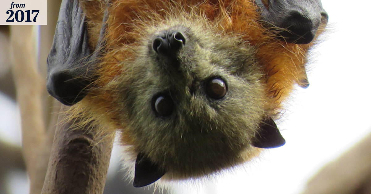 Wildlife rescuers warn public not to touch bats, as suburban sightings ...