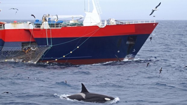 A whale shadowing a commercial fishing vessel off the Kerguelen and Crozet sub-Antarctic islands. 