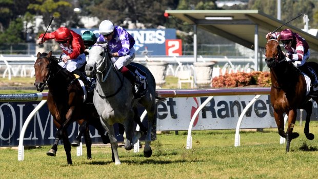 On the rise: Unbeaten D'argento wins at Rosehill in July.