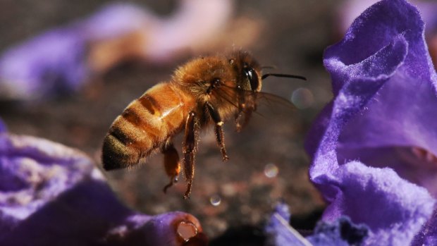 The bee looks innocuous - but it can be deadly.