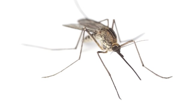 Queensland Health officials urged residents to deal with mosquito breeding grounds.