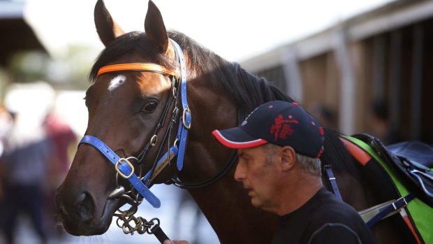 Star attraction: Melbourne Cup winner Protectionist will feature at Randwick.