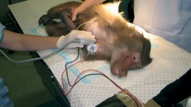 A baboon being experimented on at Royal Prince Alfred Hospital in Sydney. Source Journal of Medical Primatology