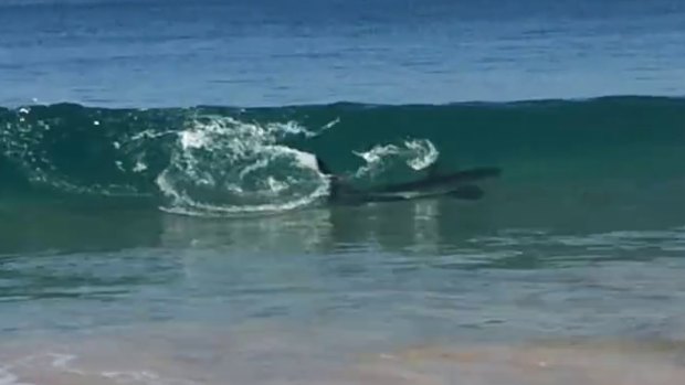 The large shark was just metres off shore at Myalup.