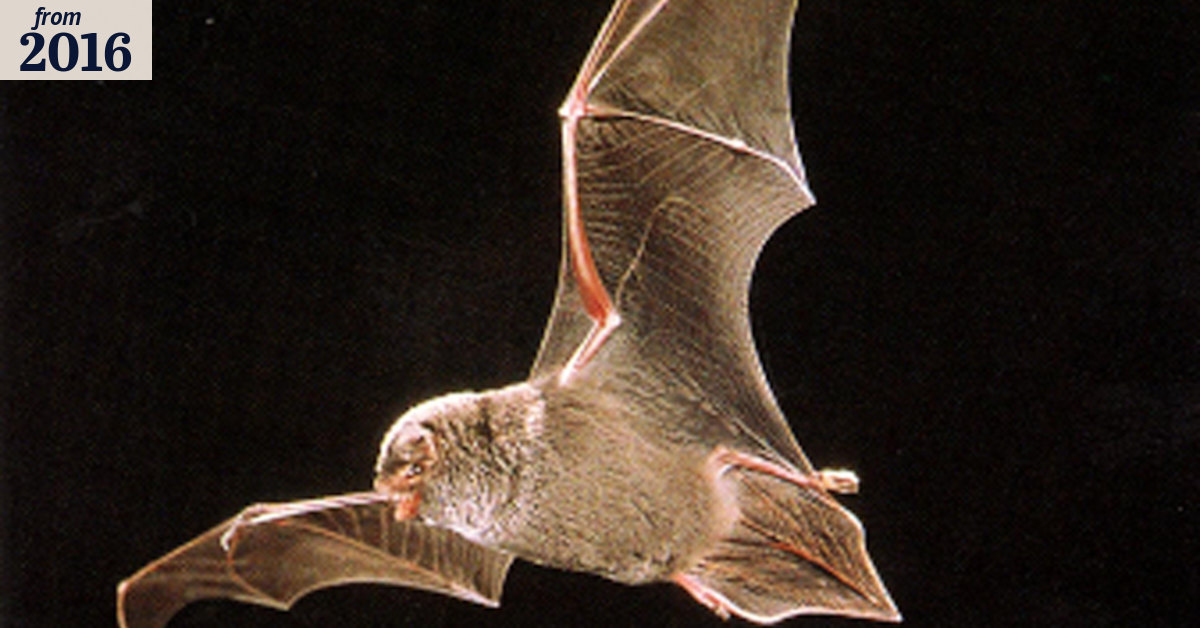 Scientists investigate the weird genetics of bat wings