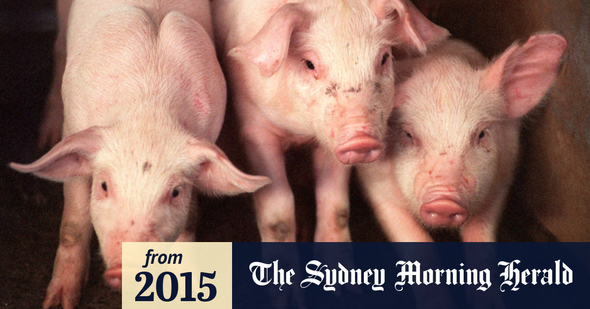 sydney morning herald