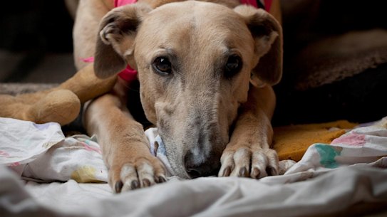 Rescued greyhound Till. Chief Minister Andrew Barr has described any ban reversal as "disappointing" and concerning. 