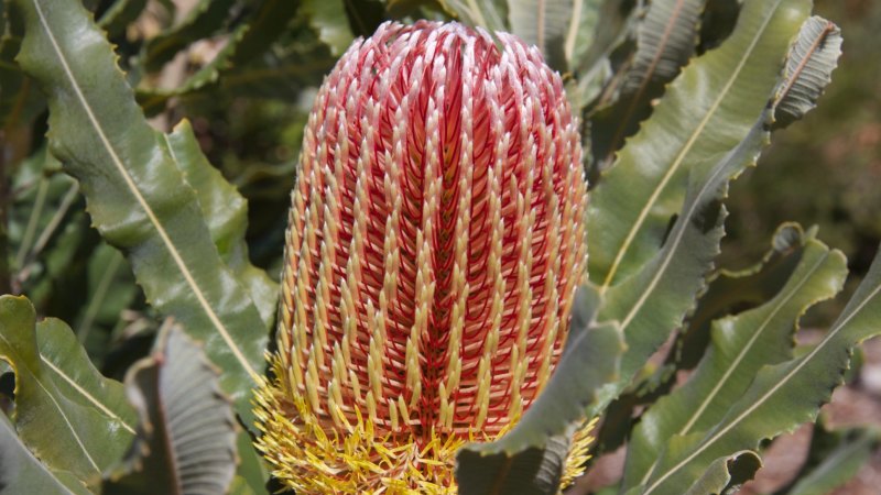 Perth S Urban Sprawl Threatens Endangered Banksia Woodlands
